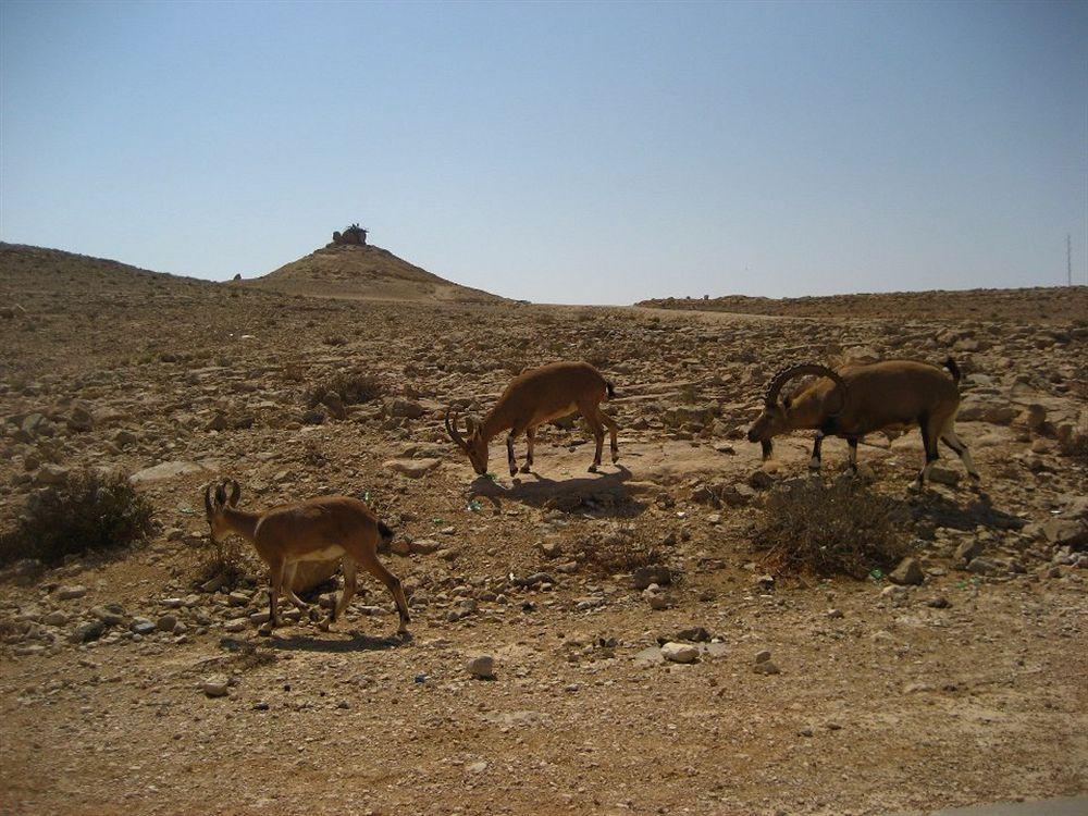 Hotel Silent Arrow Mitzpe Ramon Esterno foto